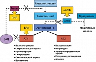 Рисунок 2. Механизмы действия современных антигипертензивных препаратов на РААС (Carey R.M. et al., 2000)