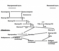 Рисунок 2.  Прокоагулянтное звено гемостаза.  Внешний путь свертывания крови