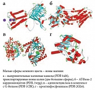 Рис. 5. Пространственные структуры некоторых магнийсвязывающих белков, поддерживающих функционирование сердечной мышцы