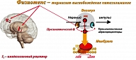 Рисунок 5. Схема фармакологического действия Физиотенза