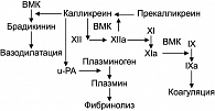 Рисунок 2. Регуляция системы гемостаза под действием фактора XII