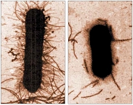 Рис.1. Изображение E.coli до и после обработки препаратом