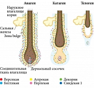 Рис. 1. Представленность фолликулярных протеогликанов в разных фазах роста волос