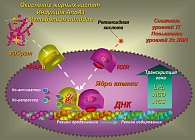 Рисунок 3. Схема активации фибратами ядерных рецепторов экспрессии и транскрипции геномов, ответственных за метаболизм липидов