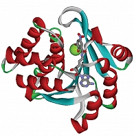 Рис. 6. Пространственная структура катехол-О-метилтрансферазы