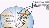 Рис. 1. Ноцицептивные С-волокна (красный цвет) заканчиваются на нейронах верхних пластинок (нейрон оранжевого цвета), имеющих связи с таламусом. Немиелинизированные А-волокна (синий цвет) доходят до глубже лежащих пластинок.