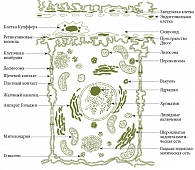 Рис. 1. Органеллы гепатоцита [3]