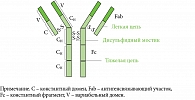 Рис. 1. Схема строения моноклонального антитела