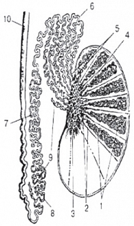 Рис. 8. Схематическое изображение нормальной анатомии органов мошонки. 1 – извитые канальцы, 2 – прямые канальцы, 3 – галерова сеть, 4 – гайморово тело, 5 – выносящие канальцы, 6 – головка придатка, 7 – тело придатка, 8 – хвост придатка, 9 – отклоняющиеся
