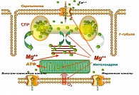 Рисунок 1. Схема строения и роль Mg2+ в контрактильной функции миоцитов  (СПР – саркоплазматический ретикулум)