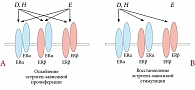 Рис. 2. Действие фитоэстрогенов в условиях избыточного (А) и недостаточного (В) количества эндогенных эстрогенов