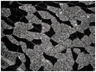 Рис. 1. Морфометрическое исследование площади поперечного сечения мышечных волокон (иммунофлуоресцентное мечение волокон II типа)