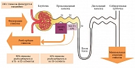 Рис. 1. Фильтрация и реабсорбция почками глюкозы за счет активного транспорта