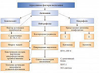 Рис. 2. Роль факторов воспаления в развитии эндотелиальной дисфункции
