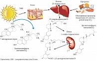 Рис. 1. Схема биосинтеза витамина D3