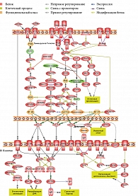 Рис. 2. Карта экспрессионных мишеней канонического сигнального пути для гамма-дельта-Т-лимфоцитов