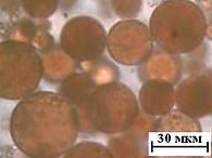 Рис. 2. Световая микроскопия: биополимерные микросферы с инкапсулированным доксорубицином на основе ПОБ
