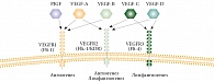 Рис. 2. Представители семейства VEGF и рецепторы к ним