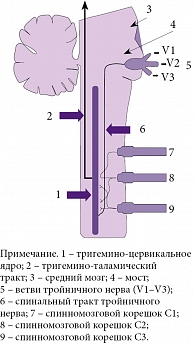 Патофизиологические механизмы цервикогенной головной боли. Передача болевых импульсов от поврежденных структур шеи через корешки С1–С3, конвергенция болевых импульсов между тройничным нервом и корешками С1–С3 в тригемино-цервикальном ядре