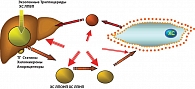 Рисунок 2. Схема транспорта холестерина  к клеткам и место статинов