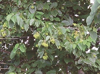 Рисунок 1. Camptotheca acuminata (Xi Shu – «дерево счастья»)