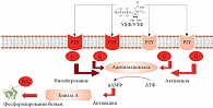 Рис. 4. Внутриклеточная передача сигнала от пуринергических рецепторов в кардиомиоцитах (PO4 – фосфат, присоединенный к белку, цАМФ – циклический аденозинмонофосфат)