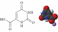 Рис. 1. Химическая структура оротовой кислоты