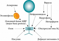 Рис. 1. Дисфункция (снижение экспрессии) М2-рецепторов при бронхиальной астме [9]