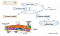 Рис. 2. Роль B12 в синтезе миелиновой оболочки нервных волокон*