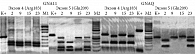 Рис. 2. Примеры анализа мутаций в экзонах 4 и 5 генов GNA11 и GNAQ. Электрофоретическое разделение в 2%-ном агарозном геле продуктов ПЦР-ПДРФ для образцов ДНК меланомы. К+ – образец до обработки рестриктазой, M1 – pUC19/MspI, M2 – Lad 50 – маркер с шагом