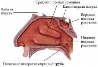 Рис. 1. Анатомия носовой полости