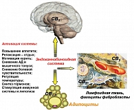 Рисунок 7. Схема эндоканнабиноидной системы