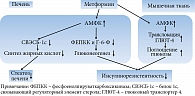 Рис. 5. Молекулярные механизмы действия метформина