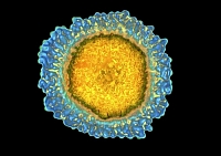 Вирус гриппа крупным планом (фото: BSIP / Corbis)