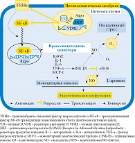 Рис. 3. Механизмы участия витамина D в патогенезе эндотелиальной дисфункции [74, 75]