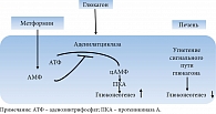 Рис. 6. Влияние метформина на сигнальный путь глюкагона