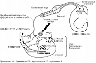 Рис. 2. Схема нейрогенного воспаления