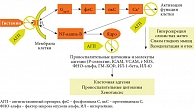Рис. 1. Эффекты взаимодействия гистамина с H₁-рецептором